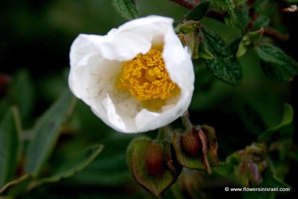 Cistus salvivolius